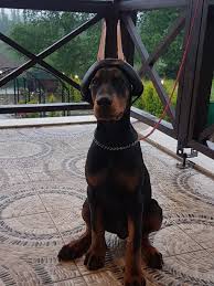 Doberman Kulak Diklestirme Aparati Kulak Bandajlama Yontemleri Dobermann Kulak Aparati