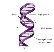 Dna replication worksheet answers holidayfu. Given The Figure Represents The Dna Double Helix Model Class 11 Biology Cbse