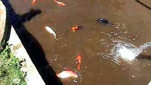 Merawatan ikan koi dalam aquarium tidak dianjurkan. Budidaya Koi Manfaatkan Air Pegunungan News Liputan6 Com