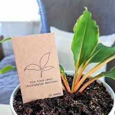 Image result for Chlorophytum Amaniense