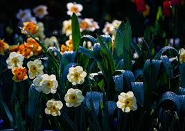 Handmade jewelry by ruby robin that contains real flowers. Spring Flowers See Photos Of Newfields Gardens In Peak Bloom