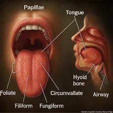 The anatomy of the tongue — it takes up way more space than you think! The  tongue is a remarkably versatile muscular organ essential for speech,  swallowing, and taste. It's anchored by
