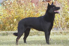 Ayrıca her kategoriden 11 milyonu aşkın yüksek kaliteli video ve video klibi keşfedin. Australian Kelpie Breed Description And Character Of A Dog