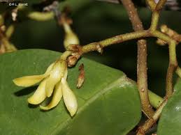 Image result for Secamone