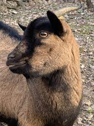chevre saline 9 ans goats animals pets coloriage ferme