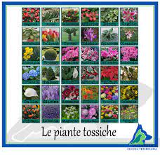 Pur non essendo tra le piante più velenose, è tra le più comuni cause di avvelenamento nei bambini. Elenco Piante Tossiche Villa Felice
