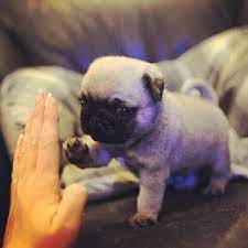 Teacup Pug Dog Cute Animals Baby Animals Cute Pugs