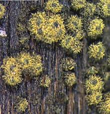 Image result for Vincetoxicum apiculatum