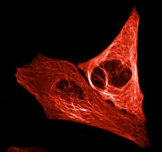 This light bulb boasts a red spectrum light designed to promote proper plant growth inside. Bright Red Fluorescent Protein Created