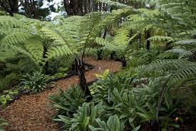 Bark Path Through The Native Tree Ferns And Kauri At Omaio Garden Matakana New Zealand Garden Landscape Design Jungle Gardens Native Garden