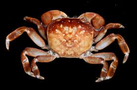 Image result for Hubbardochloa gracilis