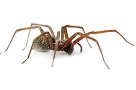 Dangerous Spiders In Arkansas To Watch Out For