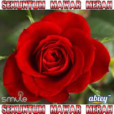 Sepi sekuntum mawar merah berulang kali kumencuba memujuk hati lupakan semua kenangan. Sekuntum Mawar Merah Song Lyrics And Music By Latta Mangeshkar Arranged By Abiey Wolf On Smule Social Singing App
