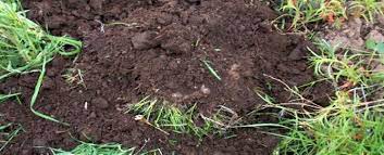 In the end, having good healthy soil in your garden will return positive quality results in your harvest the university of missouri has posted a great instructional video on how to collect a soil sample. Ten Ways To Improve The Soil In Your Garden