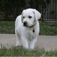 21 Best White Labrador Ideas Labrador White Labrador Lab Puppies