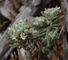 Image result for Equilabium petiolare