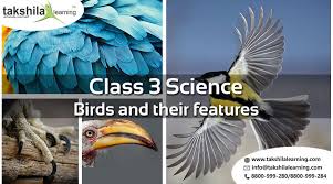 Cbse Class 3 Science Birds And Their Features Notes And Videos