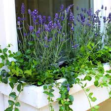 A narrow box painted perfectly to match the house trim, abundantly spilling forth ivy geraniums, pansies, and petunias. 15 Fresh Ideas For Summer Windowboxes