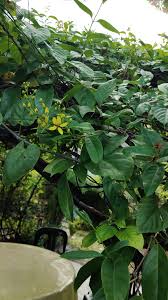 Image result for Tristellateia africana