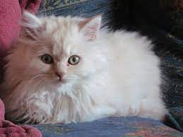 Priority is given to applicants wishing to adopt more than one, since our cats and kittens are typically quite bonded to each other. British Shorthair And Longhair Kittens For Sale Woodhall Spa Lincolnshire Pets4homes