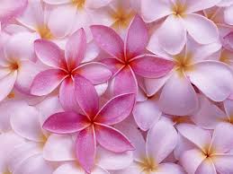 Download 530,000+ royalty free pink background vector images. 66 Light Pink Flower Wallpaper On Wallpapersafari