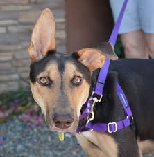 Blue doberman puppies az (gilbert). Dog For Adoption Reyna A German Shepherd Dog Doberman Pinscher Mix In Phoenix Az Petfinder