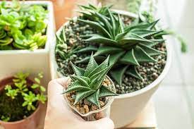 為什麼多肉植物養不活 10 個多肉植物的小秘密 decomyplace 新聞台 succulents plants green