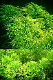 Endless List Of Favorite Aquatic Plants 11 Cabomba Caroliniana As Requested By Ihasquestions P Live Aquarium Plants Planted Aquarium Aquatic Plants