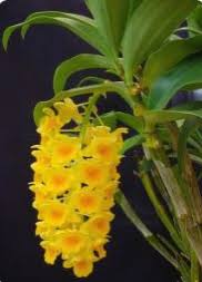 Image result for Rhipidoglossum densiflorum