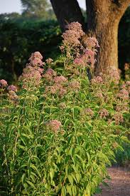 Image result for Pycreus mortonii