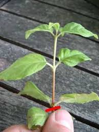 Fuchsia Multiplication Par Bouturage Boutures Astuce Jardin Fleur Jardin