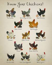 Chicken Breeds Chart Print Vintage Poultry Print Chicken