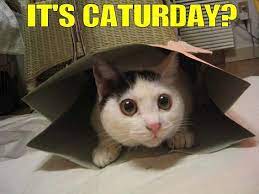 I hope you all are having a wonderful saturday. Caturday Know Your Meme