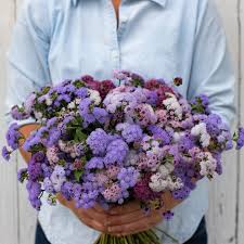 Image result for Ageratum