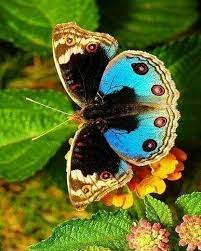 420 Me Gusta 4 Comentarios Mundo Mariposas Mundo Mariposas En Instagram Mundomariposa Beautiful Butterflies Butterfly Wings Butterfly Photos