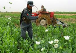 Obținută din frunze de coca, cultivata in america de sud, india, indochina. America De Sud Taramul Sangeroaselor Cartelurilor