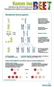 Wobei das jeweils chromosomenpaare sind. Mendel Sche Regeln Komm Ins Beet