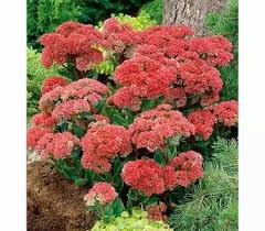 Purpur Fetthenne Dehner Garten Center Fetthenne Bluhende Pflanzen Pflanzen Pflege