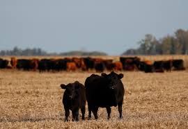 We did not find results for: Rising Beef Prices Squeeze Carnivores From Buenos Aires To California Reuters