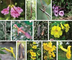 Image result for Dolichandra