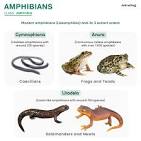 Amphibian - Definition, Examples, Characteristics, and Life Cycle