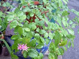 Image result for Grewia falcistipula