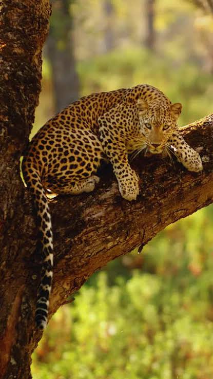 Nagarhole