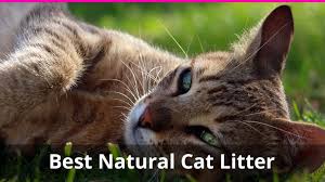 This is a cheap alternative to expensive. 9 Best Natural Cat Litter Alternatives That Are Healthy And Safe Reviews