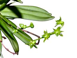 Image result for Angraecum sacciferum
