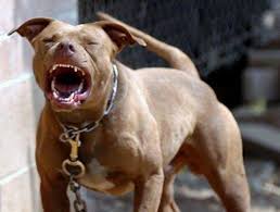 Check spelling or type a new query. Donos De Pitbull Que Matou Outro Cachorro Em Conveniencia No Tiradentes Sao Autuados Jornal Midiamax