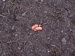 Then till the soil 8 to 10 inches deep and rake it several times to break up the large clods. How To Plant Bush Green Beans Veggie Gardener Forum