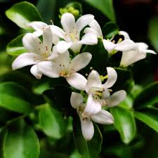 Image result for Murraya paniculata