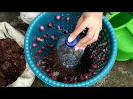 Supaya bawang putih bisa tumbuh membesar, anda harus memindahkan ke media yang lebih luas seperti pot kecil atau polibag. Menanam Bawang Merah Di Keranjang Sampah Youtube Menanam Menanam Sayuran Kebun Sayur
