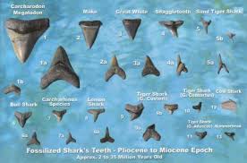 Shark teeth identification guide how to identify shark teeth shark's teeth are replaced continuously and they can shed thousands of teeth during a. Sink Your Teeth Into This 20 Facts About Shark Teeth Beach Chair Scientist